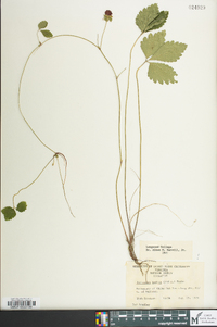 Potentilla indica image