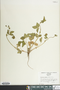 Potentilla indica image