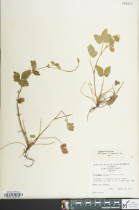 Potentilla indica image