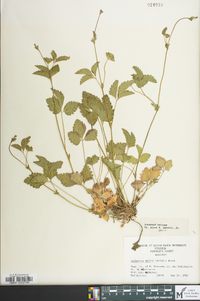 Potentilla indica image