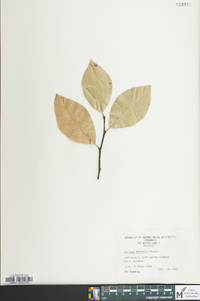 Chaenomeles sinensis image