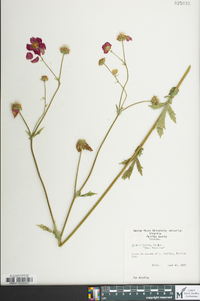 Geum chiloense image