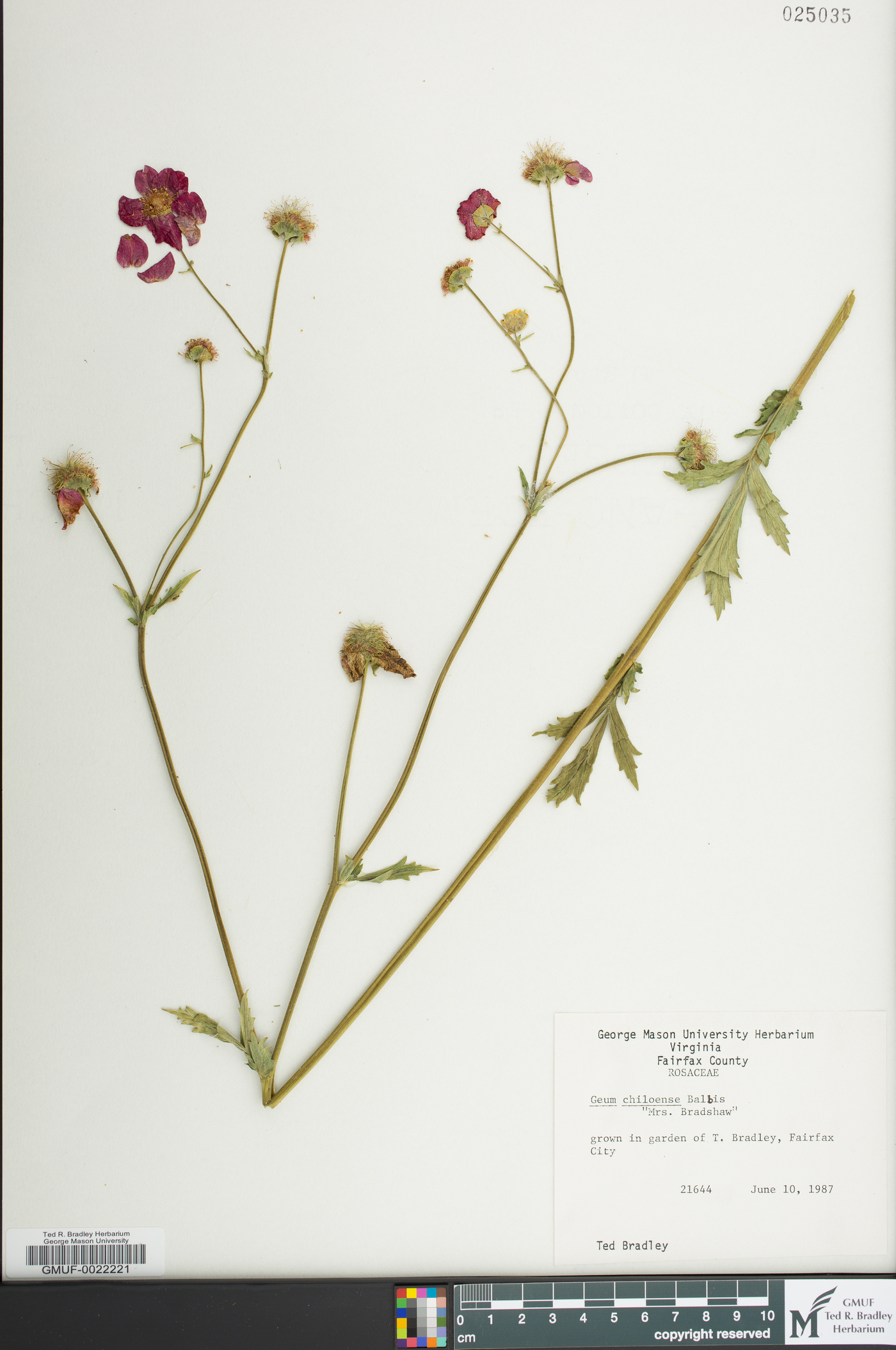 Geum quellyon image