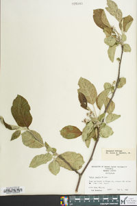 Malus pumila image