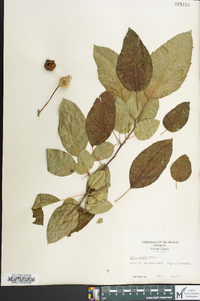 Malus pumila image