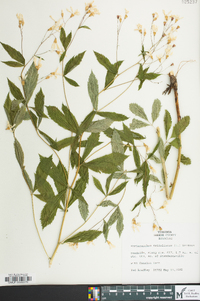 Gillenia trifoliata image