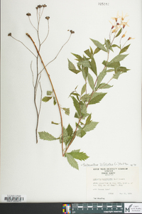 Gillenia trifoliata image