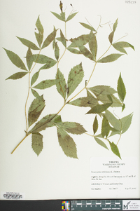 Gillenia trifoliata image