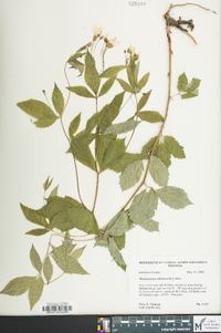 Gillenia trifoliata image