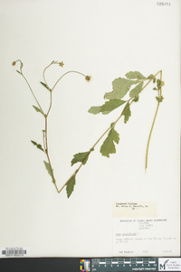 Geum virginianum image