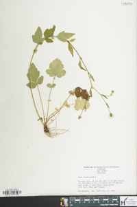 Geum virginianum image