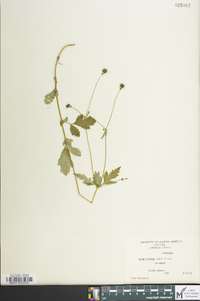 Geum vernum image