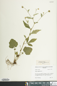 Geum virginianum image