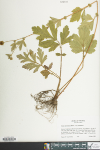 Geum laciniatum image