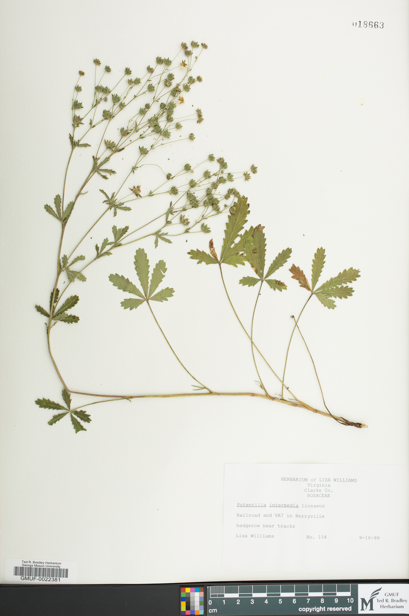 Potentilla intermedia image