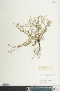 Potentilla argentea image