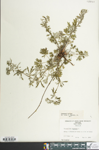 Potentilla argentea image