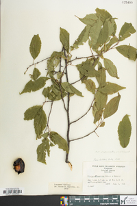 Prunus hortulana image