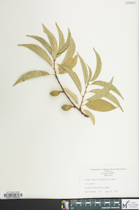 Prunus dulcis image