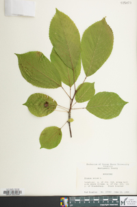 Prunus avium image