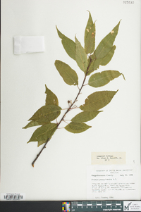 Prunus pensylvanica image