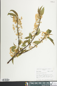 Prunus pensylvanica image