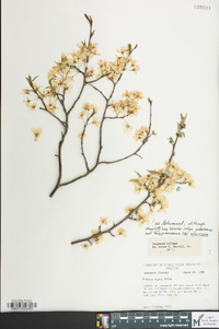 Prunus nigra image