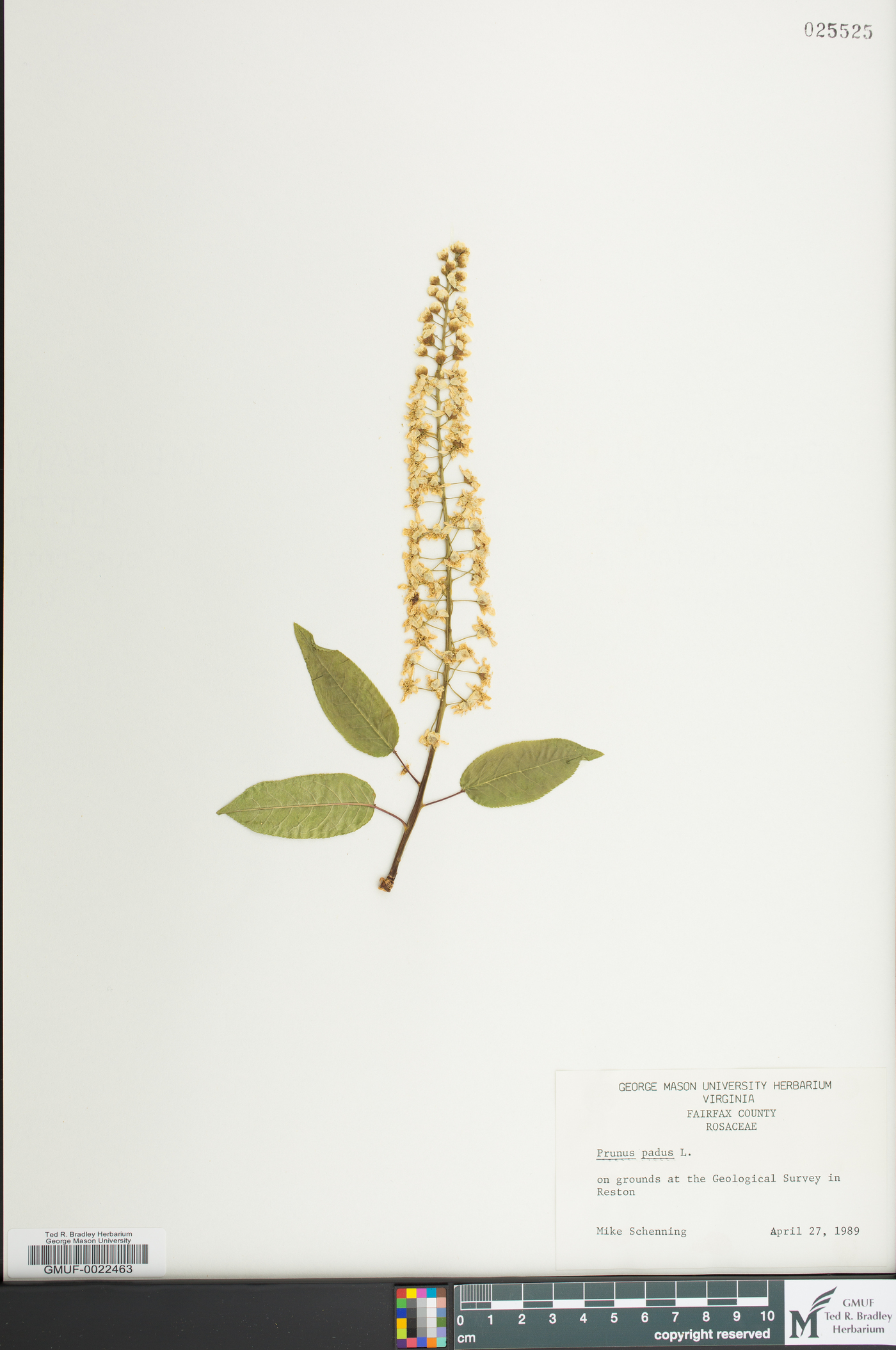 Prunus padus image