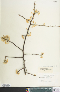 Prunus alleghaniensis image