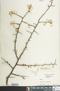 Prunus alleghaniensis image