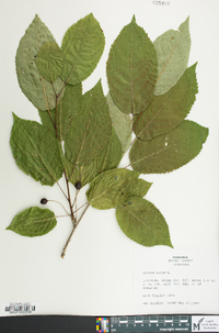 Prunus avium image