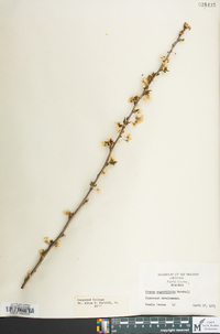 Prunus angustifolia image