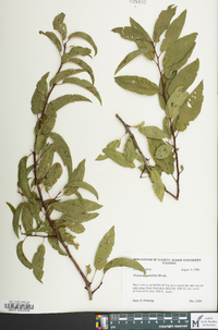 Prunus angustifolia image