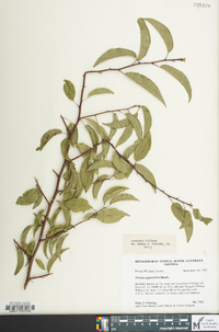 Prunus angustifolia image