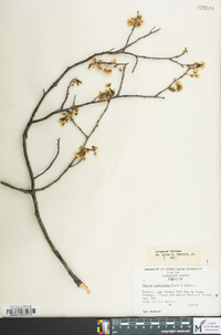 Prunus munsoniana image