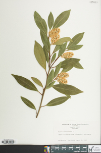 Prunus laurocerasus image