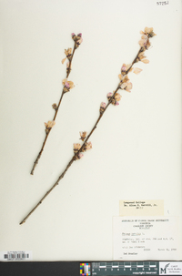 Prunus persica image