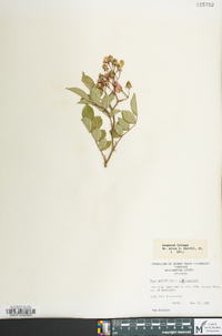 Rosa multiflora image