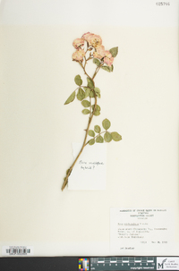 Rosa multiflora image