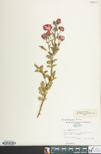 Rosa multiflora image