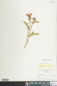 Rosa multiflora image