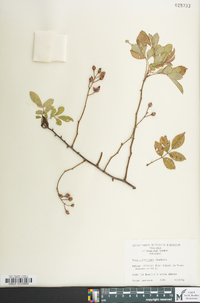 Rosa multiflora image