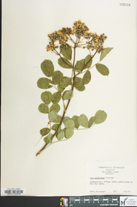 Rosa multiflora image