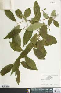 Prunus subhirtella image