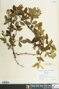 Rubus pensilvanicus image