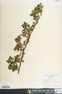 Rubus pensilvanicus image