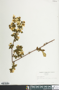 Rubus pensilvanicus image