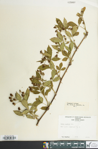 Rubus pensilvanicus image