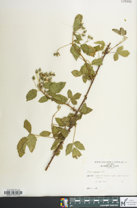 Rubus pensilvanicus image