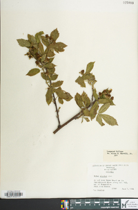 Rubus pensilvanicus image